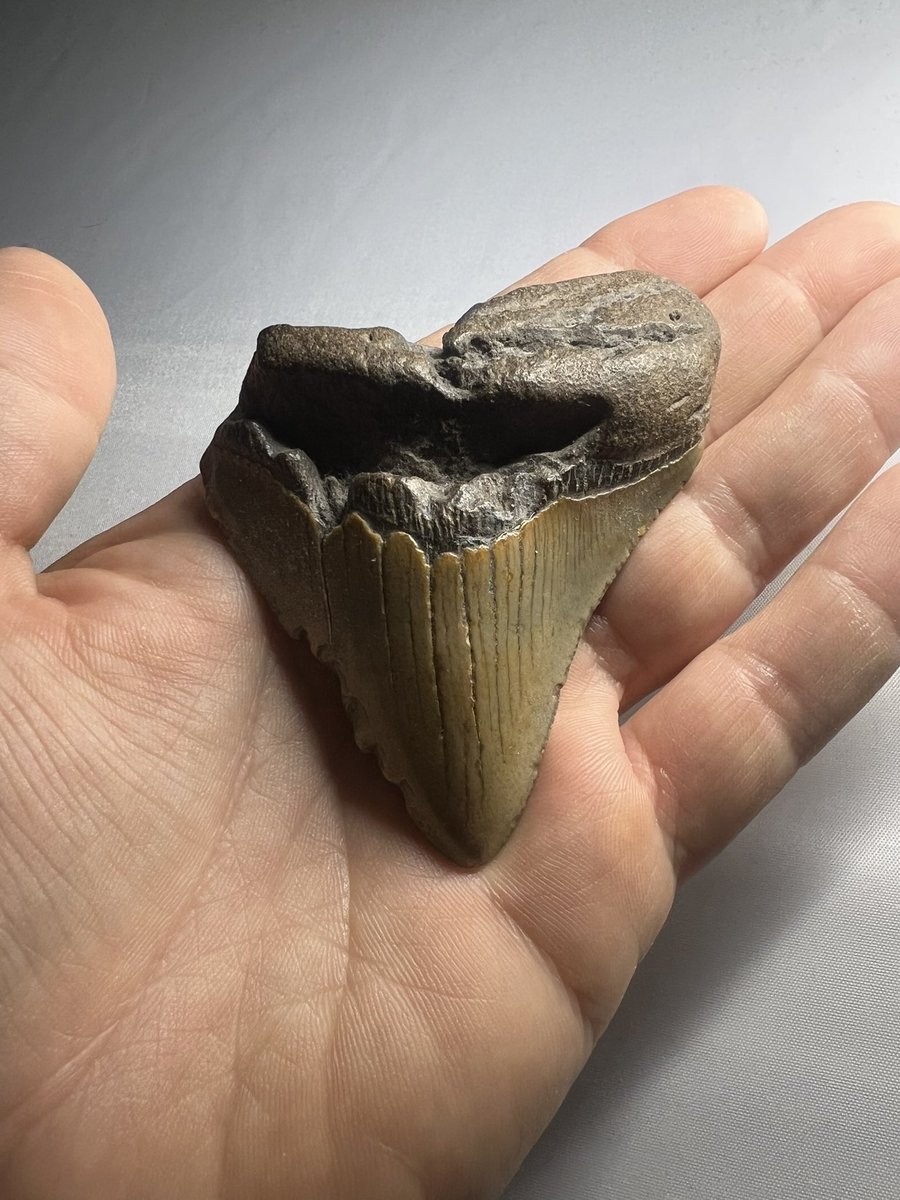 Megalodon Shark Tooth Fossil 
#fossilfriday #fossil