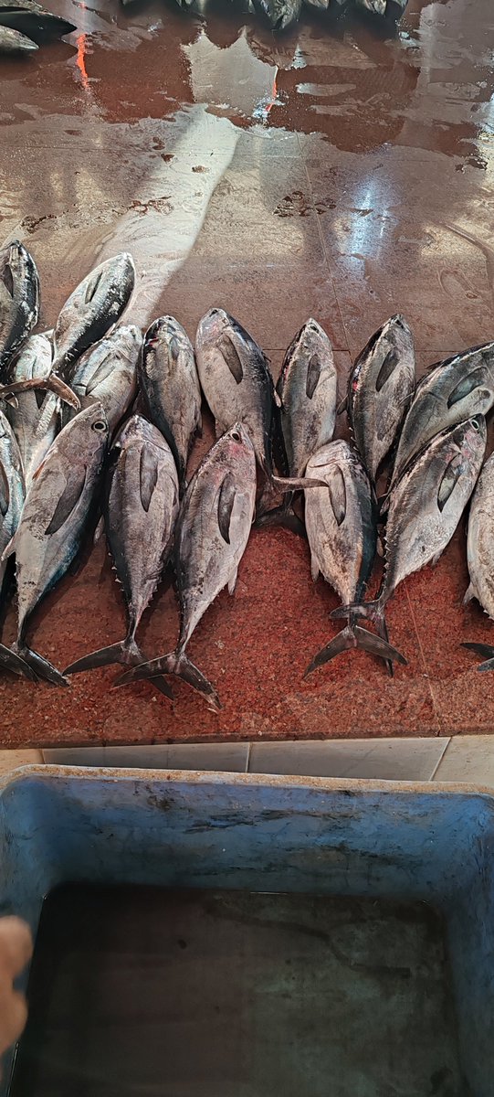 خيرات بلادي فى #سوق_الخابورة_للأسماك والحمدلله

#صباح_الخير_والسعادة_للجميع
#شبكة_هواة_صيدالأسماك
#شبكة_الصياد_العماني