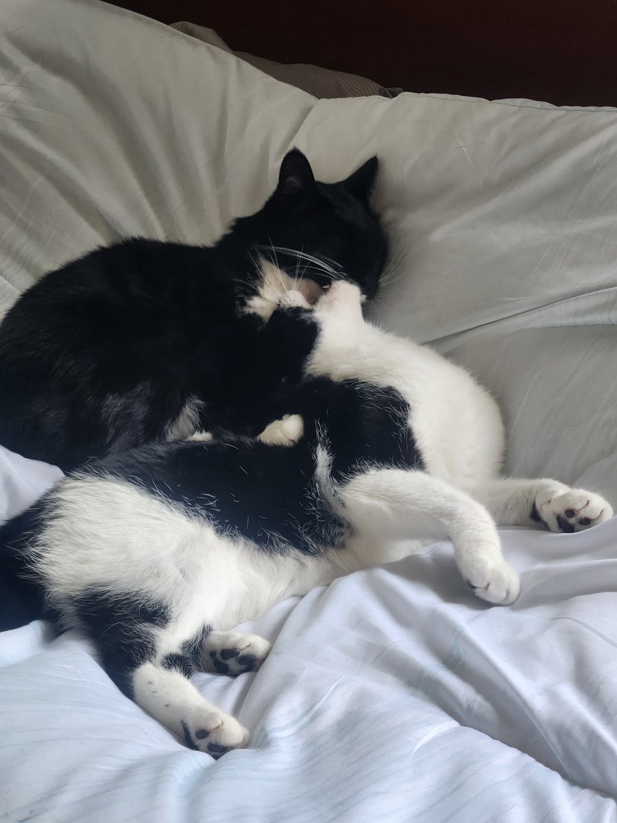 Look at these cuties! They cant get enough of each other 🐈‍⬛🐈‍⬛
#figaro #shadow #kitten #spike #catslife #tuxie #tuxiegang #tuxiesrule #tuxedocats #gingerkitty #bondedbrothers #CatsLover #BondedPair
#tuxedocat #caturdaycuties #AdoptDontShop #lovemycats #whiskerswednesday