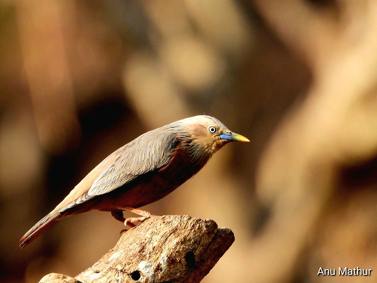 Chestnut tailed starling or grey headed mynah @UTDBofficial #IndiAves #BBCWildlifePOTD #BirdsSeenIn2024 #ThePhotoHour #birdwatching @NatureIn_Focus @Team_eBird @NatGeoIndia #GoodMorningTwitterWorld @NatureattheBest #birding #NaturePhotography @ParveenKaswan #Nikon