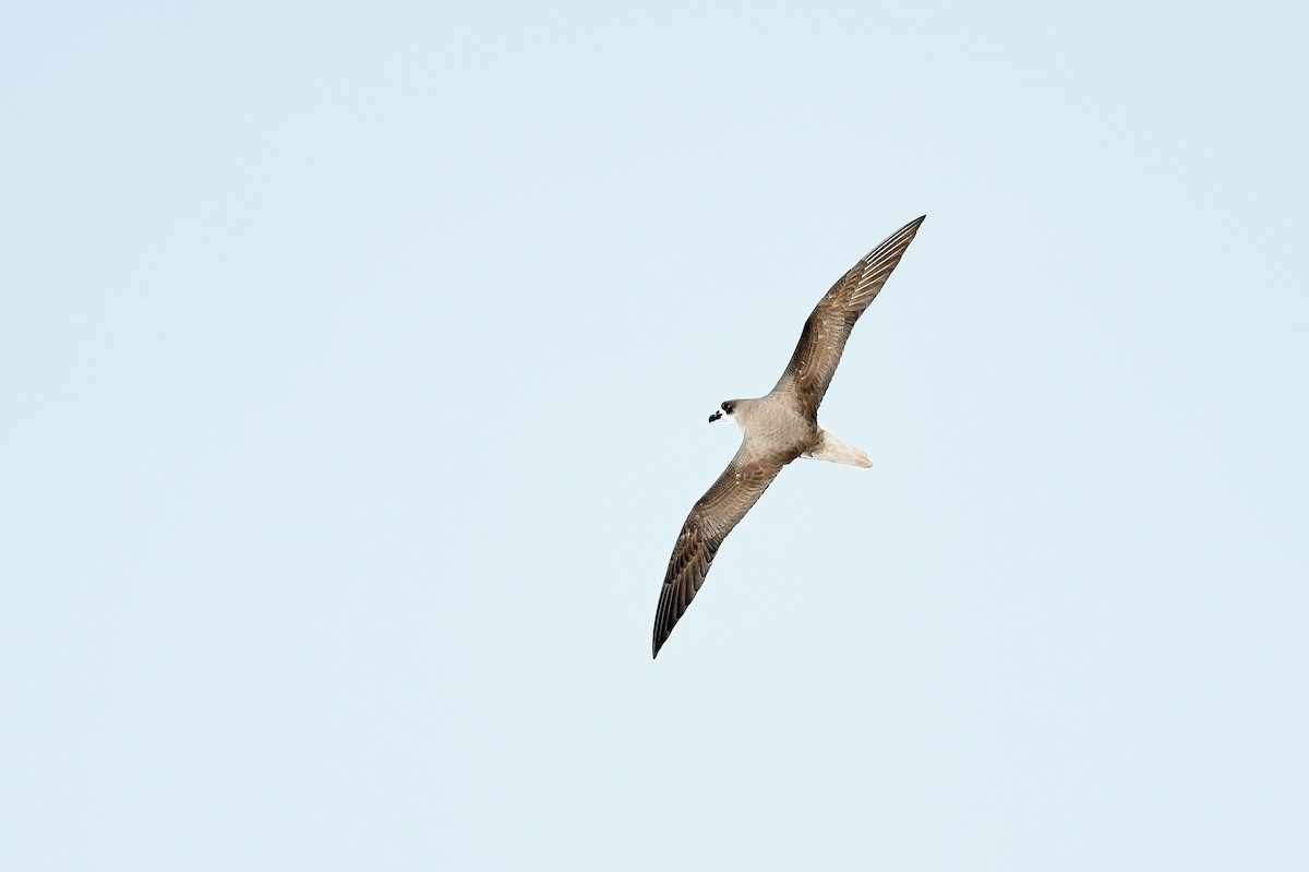 A Feas Petrel has just been confirmed in Dare County, NC (CODE 3) ebird.org/checklist/S176… Photo: Kate Sutherland #ABARare #birding