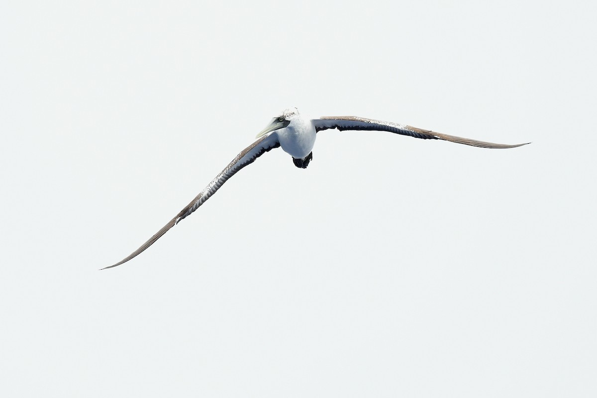 A Masked Booby has just been confirmed in Dare County, NC (CODE 3) ebird.org/checklist/S176… Photo: Seabirding Inc. #ABARare #birding