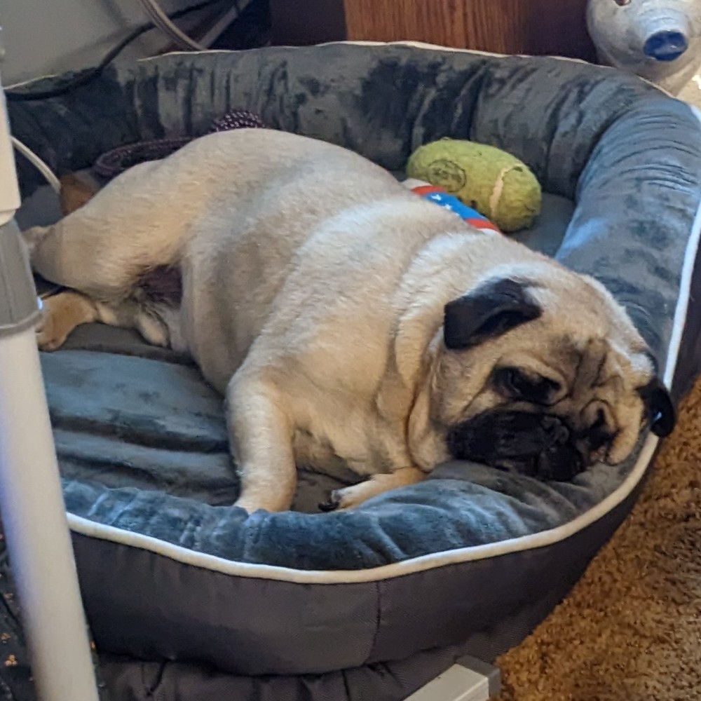 Marvin is tired from his earlier nap.

(This room is getting new flooring before I move in.)