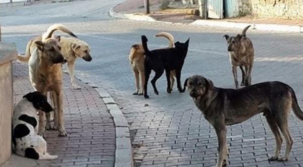 Bu, kendini 'hayvansever' olarak lanse eden psikopatların sloganı şu: 'Sokak hayvanları sahipsiz değildir' Lan olm sahipsiz işte. Sokaklarda yaşıyor bu köpekler; sahibi olsan, evine alırdın. Arada sırada sokağa biraz yem saçınca, köpeklerin sahibi olduğunu mu sanıyorsun?