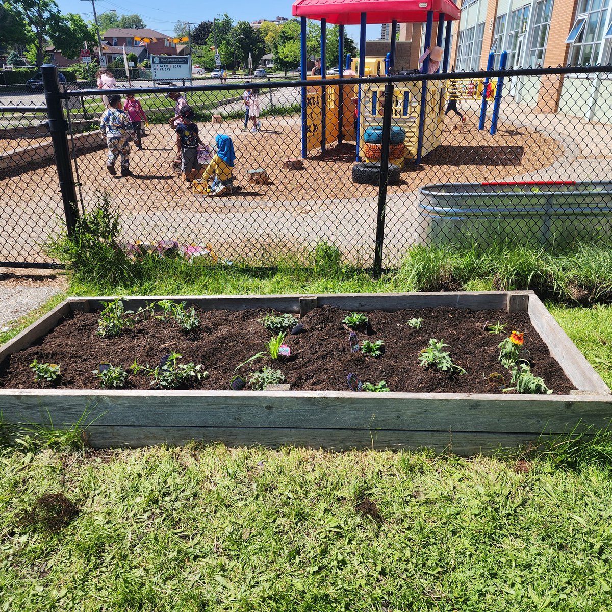 We were lucky to receive pollinator plants from the  Canadian Wildlife Federation. We planted them all outside in garden beds for the kindergarten students to enjoy! #cwfwildspaces <a href="/BeaumondeBHJMS/">Beaumonde Heights Junior Middle School</a> <a href="/claudy_araujo84/">Claudia Araujo</a> <a href="/EcoSchoolsCAN/">EcoSchools Canada</a>