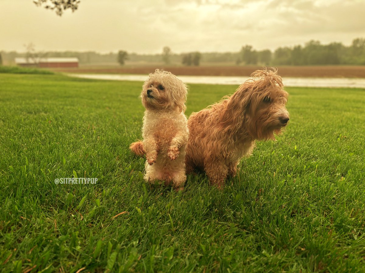 sitprettypup's tweet photo. Yellow sky and storm ahead here in Wisconsin. We are staying cozy inside tonight and hope you’re having a beautiful start to your weekend!
#dogs #dogsofx #dogsoftwitter #doglove #petsofx #wisconsindog #wisconsindogs #wisconsin https://t.co/n7Nllu0JVq