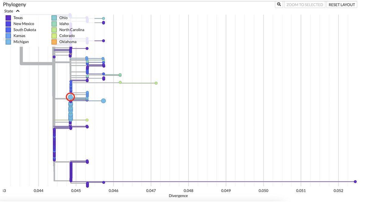 Emily Smith (@emilyanne_smith) on Twitter photo Unsurprisingly, the PB2 segment of the recent human H5N1 case from Michigan is nearly identical to the dairy cattle sequences from Michigan. I'm looking forward to comparing diversity across the entire genome when the <a href="/nextstrain/">Nextstrain</a> build is updated! nextstrain.org/avian-flu/h5n1… Unsurprisingly, the PB2 segment of the recent human H5N1 case from Michigan is nearly identical to the dairy cattle sequences from Michigan. I'm looking forward to comparing diversity across the entire genome when the <a href="/nextstrain/">Nextstrain</a> build is updated! nextstrain.org/avian-flu/h5n1…