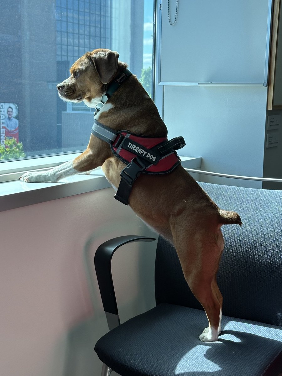 Every Provost’s office needs a resident therapy dog. Thanks for checking in, Beatrice! ⁦<a href="/Carleton_U/">Carleton University</a>⁩ ⁦<a href="/MyCarletonU/">Carleton University Students</a>⁩ ⁦<a href="/janevdd/">Jane van den Dries</a>⁩