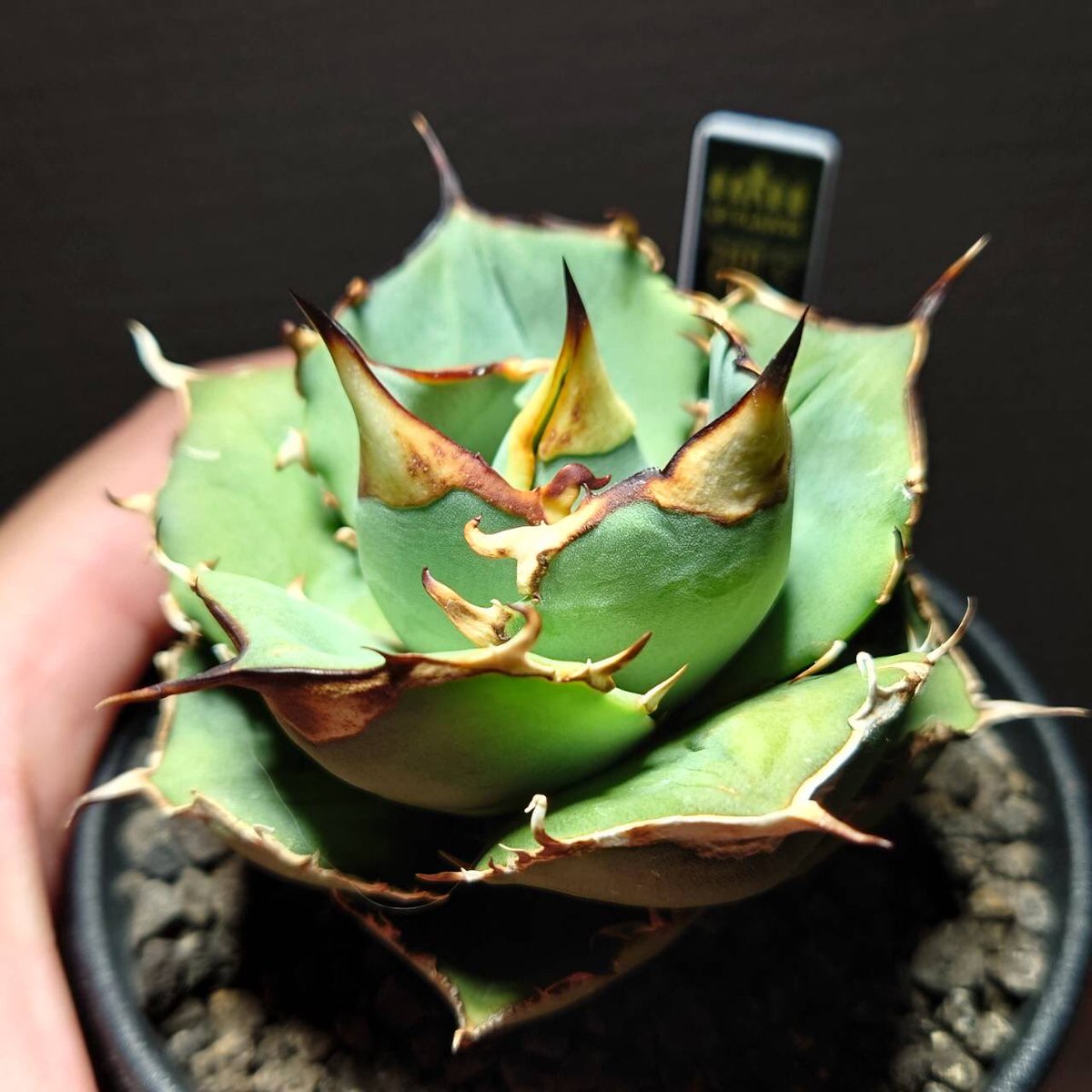 cr_plants's tweet photo. ヤフオクの宣伝です🙏

クラウンイーグルの子株バッチリ活着したので出品しました‼️

１枚目は親株で２枚目の写真が出品中の子株です‼️

本日終了ですのでよろしくお願い致します🙏

https://t.co/6V0jF4yd5L

#アガベ 
#チタノタ
#クラウンイーグル https://t.co/QVunaLuYMM