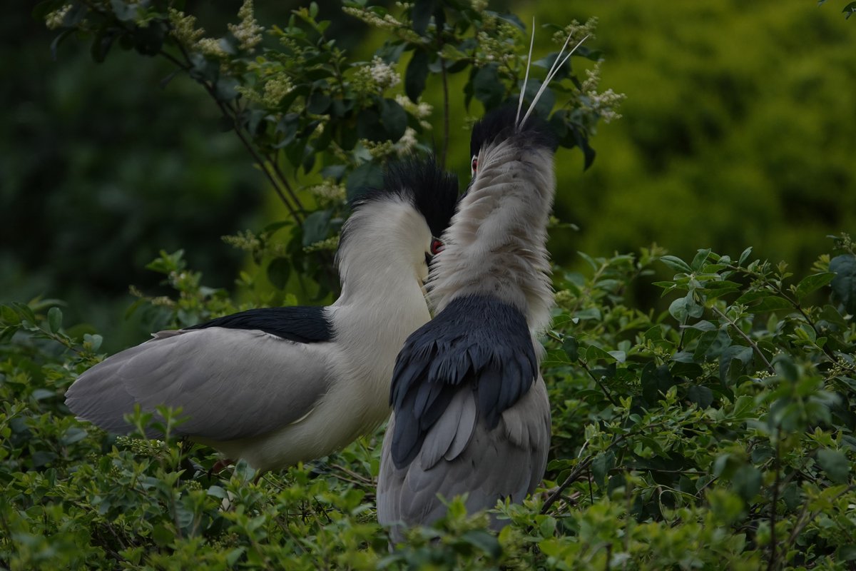 荒ぶるゴイちゃん

#天王寺動物園 #カッコいいゴイサギ #ゴイサギ