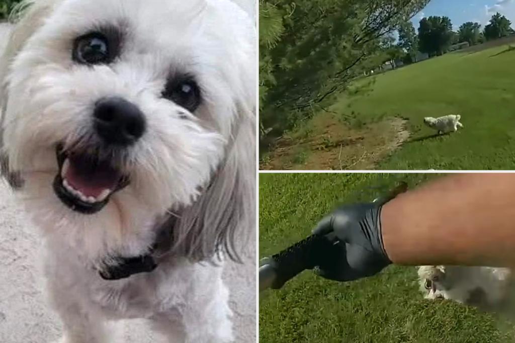 Distressing video shows Missouri cop gun down lost 13-pound deaf and blind dog: ‘What am I supposed to do?’ trib.al/WVLZBSM