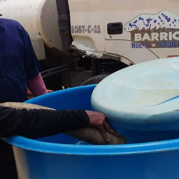 GMBNBT_Falcon's tweet photo. Continúa actividad la Ruta Tricolor en Tacal Abajo Municipio los Taques beneficiando a sus familias con 20.000 litros de agua potable.💧💙
-
@nicolasmaduro
@delcyrodriguezv
@raulalfonzoparedes
@vclarkb
@gmbnbt
@mppobrasve
@mppopnacional
.
#Somostricolor7Tnets #juntossomostricolor https://t.co/BSaikSDZml