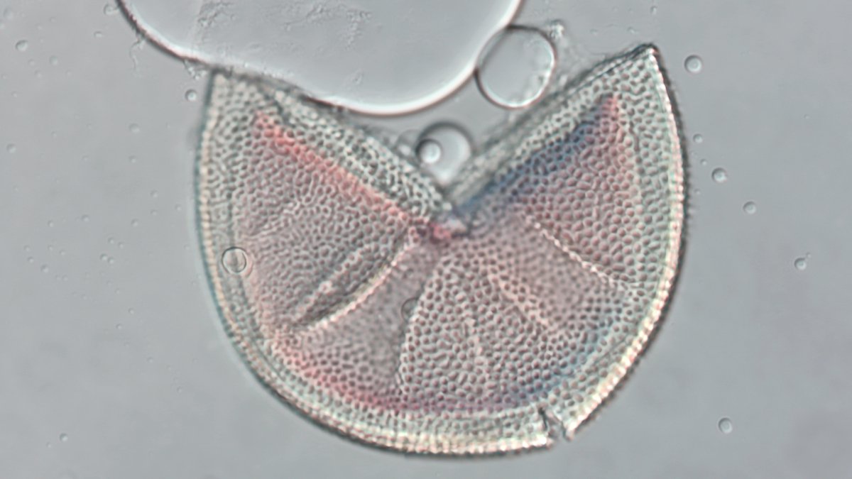 Acaulospora scrobiculata, described by the legendary Jim Trappe in 1977. It is a special species for me as it was the first AMF species that I was able to identify by myself back in 80s when I sampled sand dunes in southern Brazil.