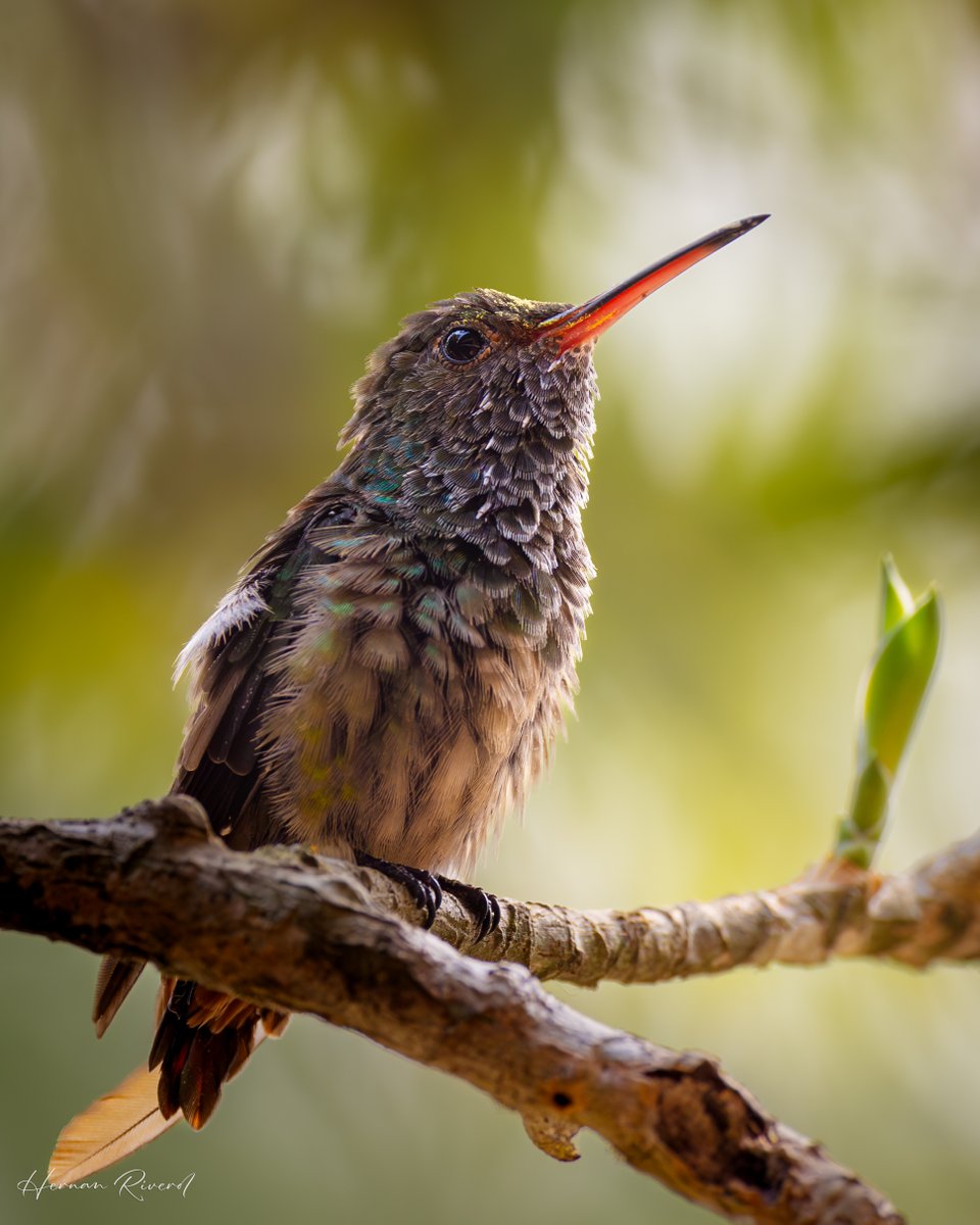 For todays #hummingbird theme...
Rufous-tailed Hummingbird (Amazilia tzacatl) seen at Cheer's Restaurant & Cabanas, Belize
May 2024
#BirdsOfBelize #BirdsSeenIn2024 #BirdPhotography #birds #BirdsOfTwitter #BirdsOfX