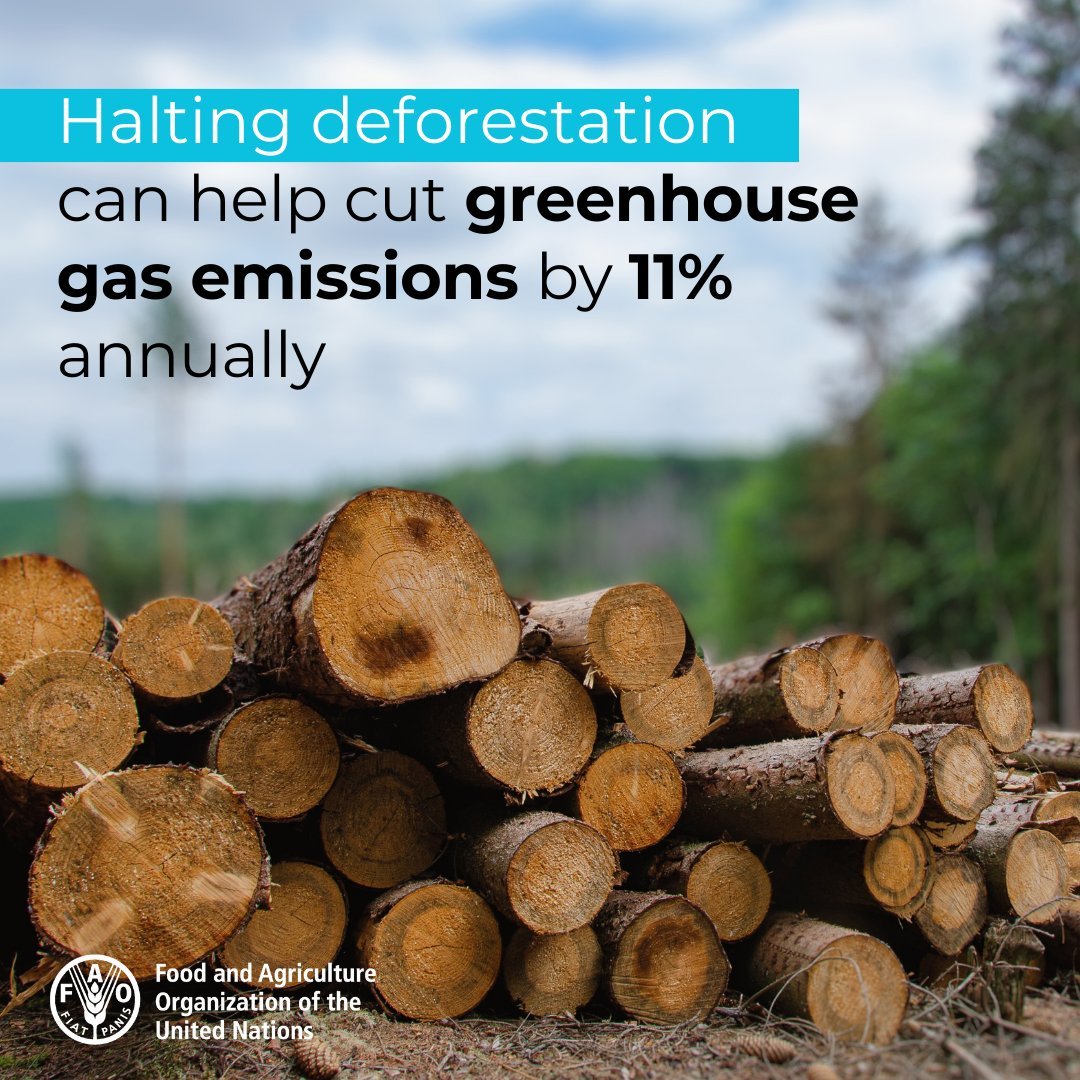 Did you know? Halting #deforestation has the potential to cut greenhouse gas emissions by 11 percent annually. It would also safeguard much of the Earth’s terrestrial #biodiversity and provide critical ecosystem services. #ClimateAction @FAOclimate Via @FAOForestry
