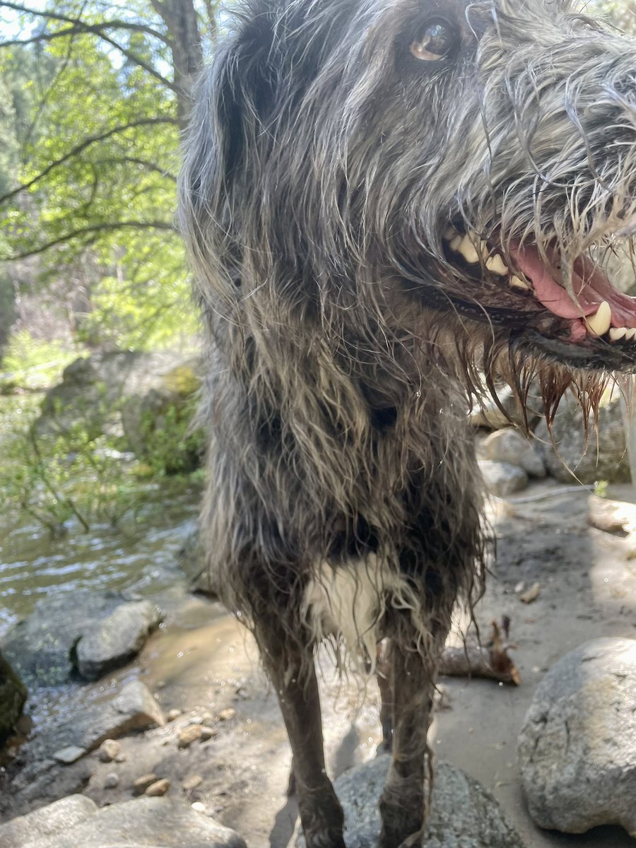 tryin to get this weird little crowley guy to put the paws in the water —merlin