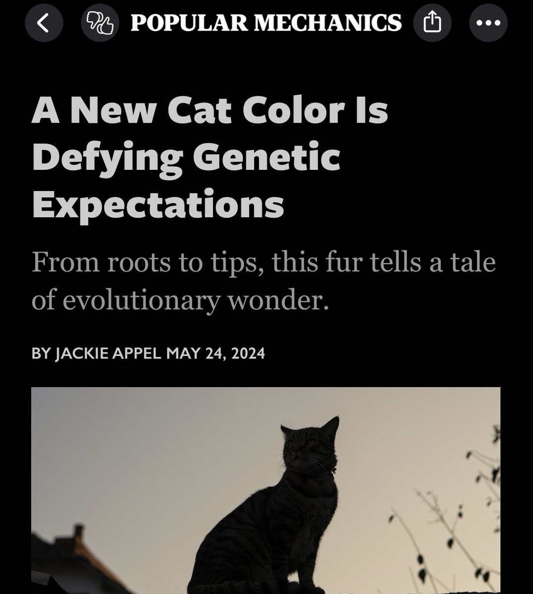 clairigula's tweet image. Babe wake up new cat color just dropped!