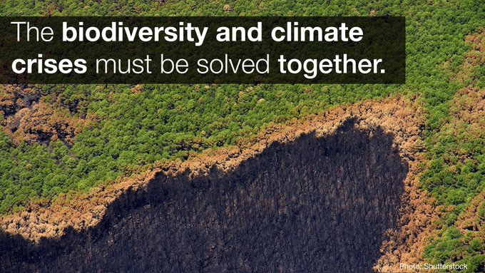 The climate & biodiversity emergencies amplify each other so must be solved together.

This requires urgently phasing out #FossilFuels and ramping up clean energy systems.  

#NaturebasedSolutions are a powerful ally to go with those efforts.

➡️iucn.org/cop28
Via @IUCN