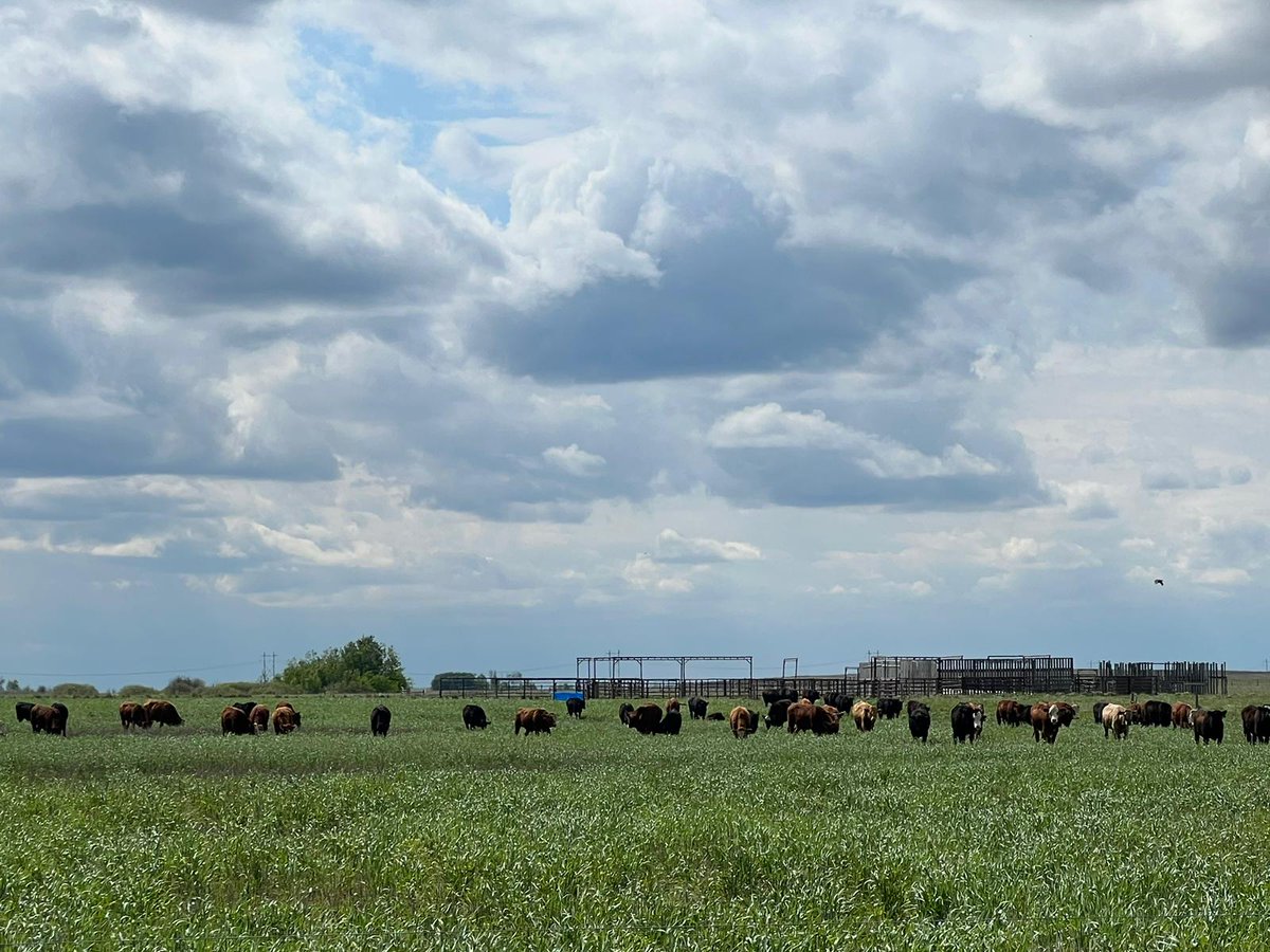 Dr Bart Lardner π¨π¦ (@drbart_beef) on Twitter photo Grazing fall rye in May 2024, which was seeded June 2023 with stocker cattle at Clavet Saskatchewan! Even though fall rye is an annual, it acts as a biannual - extending grazing resources! #AppliedBeefForageResearch #LardnerLab @jourdyn_fish <a href="/K_Nielsen2/">Kaitlyn Nielsen</a> <a href="/agbiousask/">USask AgBio</a> <a href="/GraemeFinn1/">Graeme</a> Grazing fall rye in May 2024, which was seeded June 2023 with stocker cattle at Clavet Saskatchewan! Even though fall rye is an annual, it acts as a biannual - extending grazing resources! #AppliedBeefForageResearch #LardnerLab @jourdyn_fish <a href="/K_Nielsen2/">Kaitlyn Nielsen</a> <a href="/agbiousask/">USask AgBio</a> <a href="/GraemeFinn1/">Graeme</a>