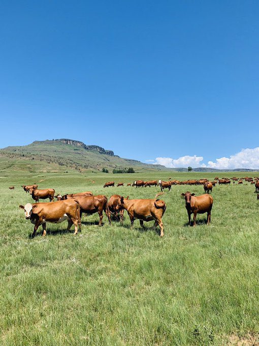 Siphiwe_Tjk's tweet image. 