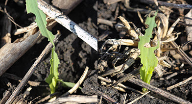 Armyworm alert!!!!
Fields in Delaware and Clayton counties with cover crops are starting to show very high levels of armyworm hatches in some locations.  Insecticides with termination 2-4 weeks ago have ran out.  Get out there are scout tomorrow after the rains end tonight!!!