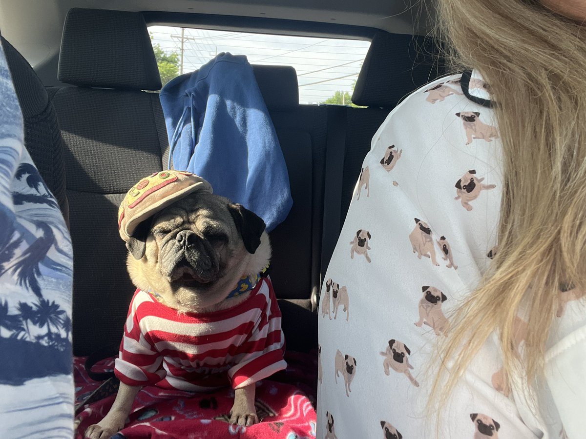 When the pizza delivery man is in the back of the car. 🐶✈️🫎 #bullybashcle #bullybash #bullybash2024 #bullyfest2024 #cleveland #clevelandrocks #thepawtycrew #ocdogs #pug #pugnation