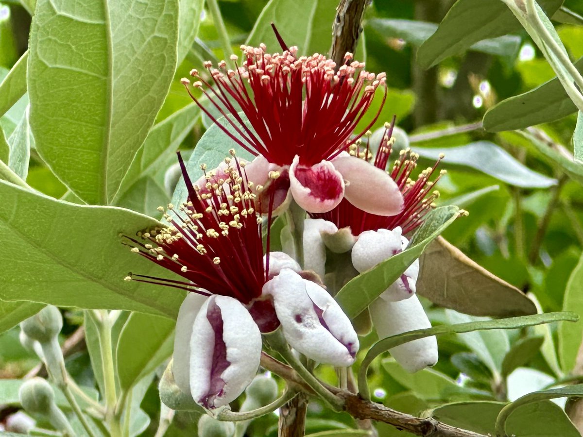フェイジョア 赤い雄蕊が目立つ径4cmほどの花。花弁は内側が赤褐色、外側が白色で分厚く、糖分を含んで甘みがある。フトモモ科アッカ属。南米原産。 Feijoa, Pineapple guava (Acca sellowiana) #flowers #fleurs