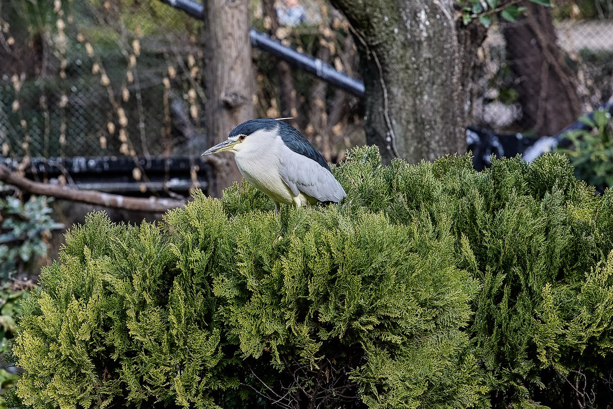 ゴイサギ
#動物写真 #アニマルフォト #ファインダー越しの私の世界 #ゴイサギ