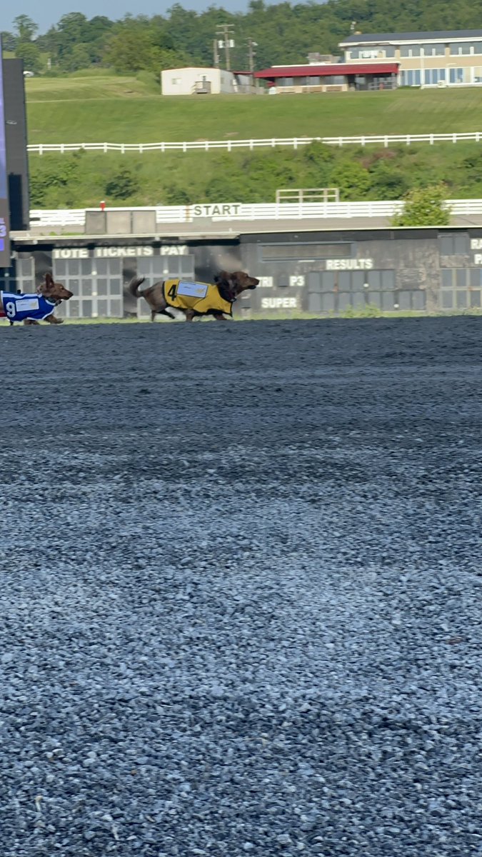 TheMSOA's tweet photo. Check out this crowd! First wiener dog race is complete! Tune in for the final after the 7th race. #wienerdogs #betthemeadows #harnessracing https://t.co/YY3hZURYej