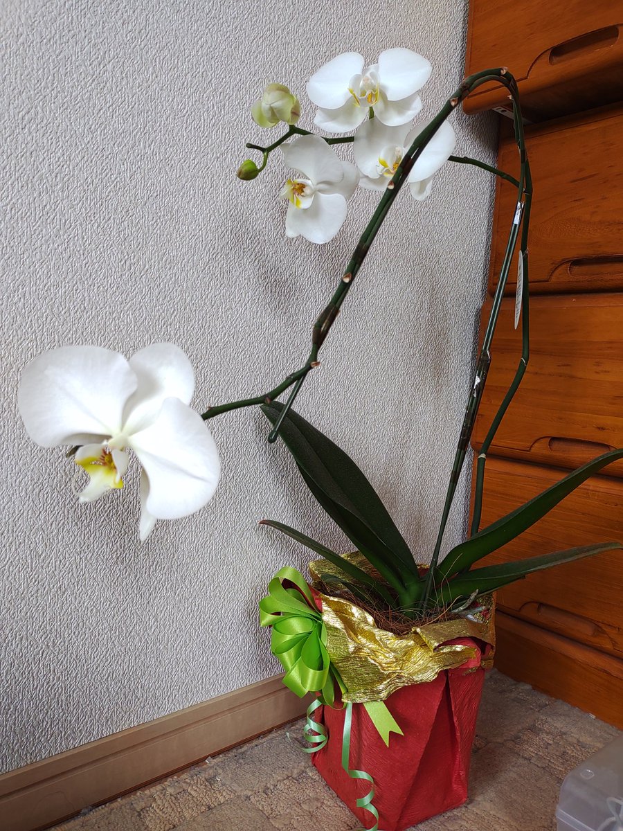 nazonosyorou's tweet photo. 花、全落ちからの復活
#胡蝶蘭 https://t.co/GGFSavh9ym