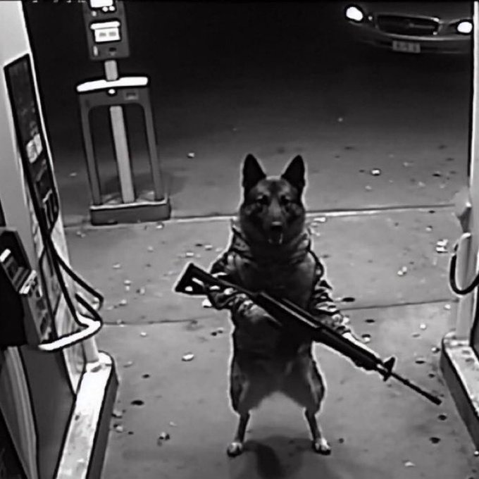 UlisesMcarl's tweet photo. "prefere virar um cachorro militar ou ter um relacionamento aberto?"

Eu: https://t.co/E8Hx8hMcBO