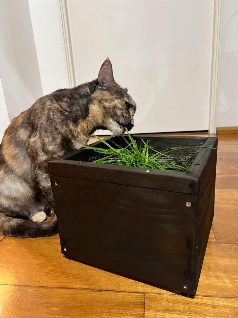the cat grass has survived overnight - me 1, Finn 0