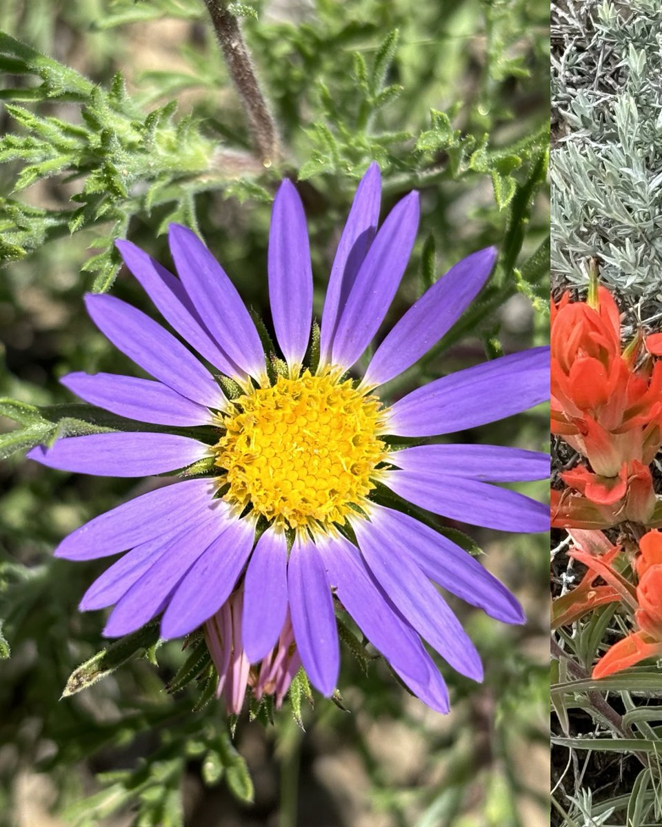 FredEichler's tweet photo. Spring has sprung here in Colorado and Jeb has been taking some amazing wildflower photos around the ranch.
#everythingeichler #fulldrawoutfitters #wildflower #wildflowers #indianpaintbrush #spring #colorado #coloradospring #ranch #ranchlife #photography #nature https://t.co/U1XXhjAMJK