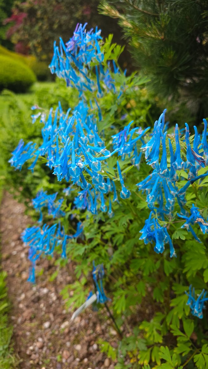 There is so much colour in the garden @JohnsGardenAsh right now, just in time for a big weekend. Open Saturday as usual and open bank holiday  Monday in aid of @BrittleBoneUK 
Witness a masterclass in horticultural excellence while helping a good cause.