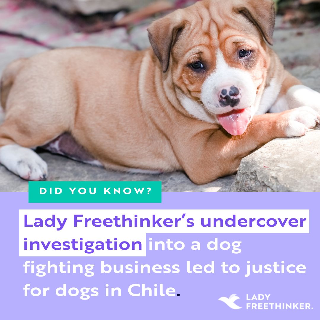 LadyFreethinker's tweet image. A look back at a Lady Freethinker victory: LFT’s investigation into a #dog fighting operation in Chile – where wounded and scarred dogs were kept on short chains and in filthy kennels with no food or water – resulted in 21 dogs rescued and a strong sentence. #JusticeforAnimals