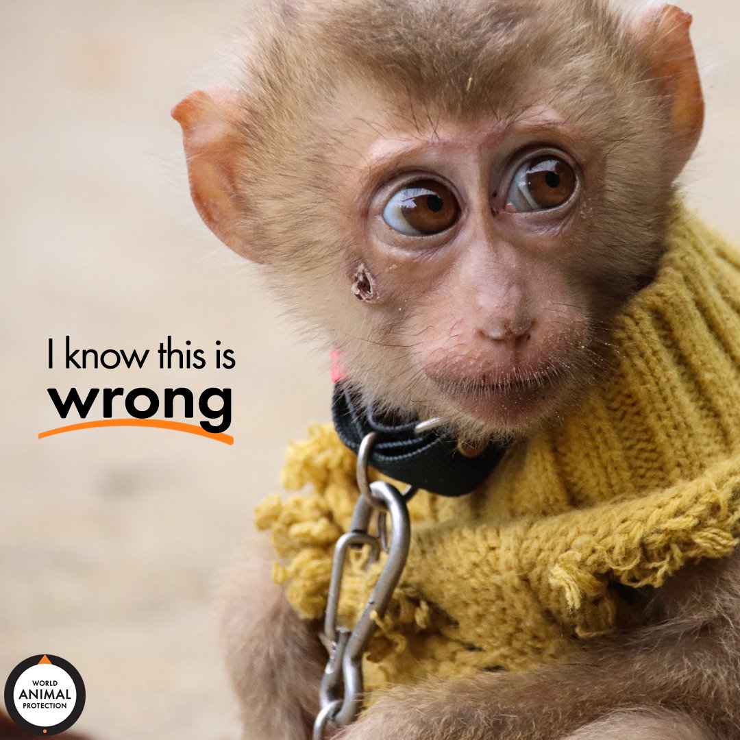 RT if you know this is WRONG! 🐒💔