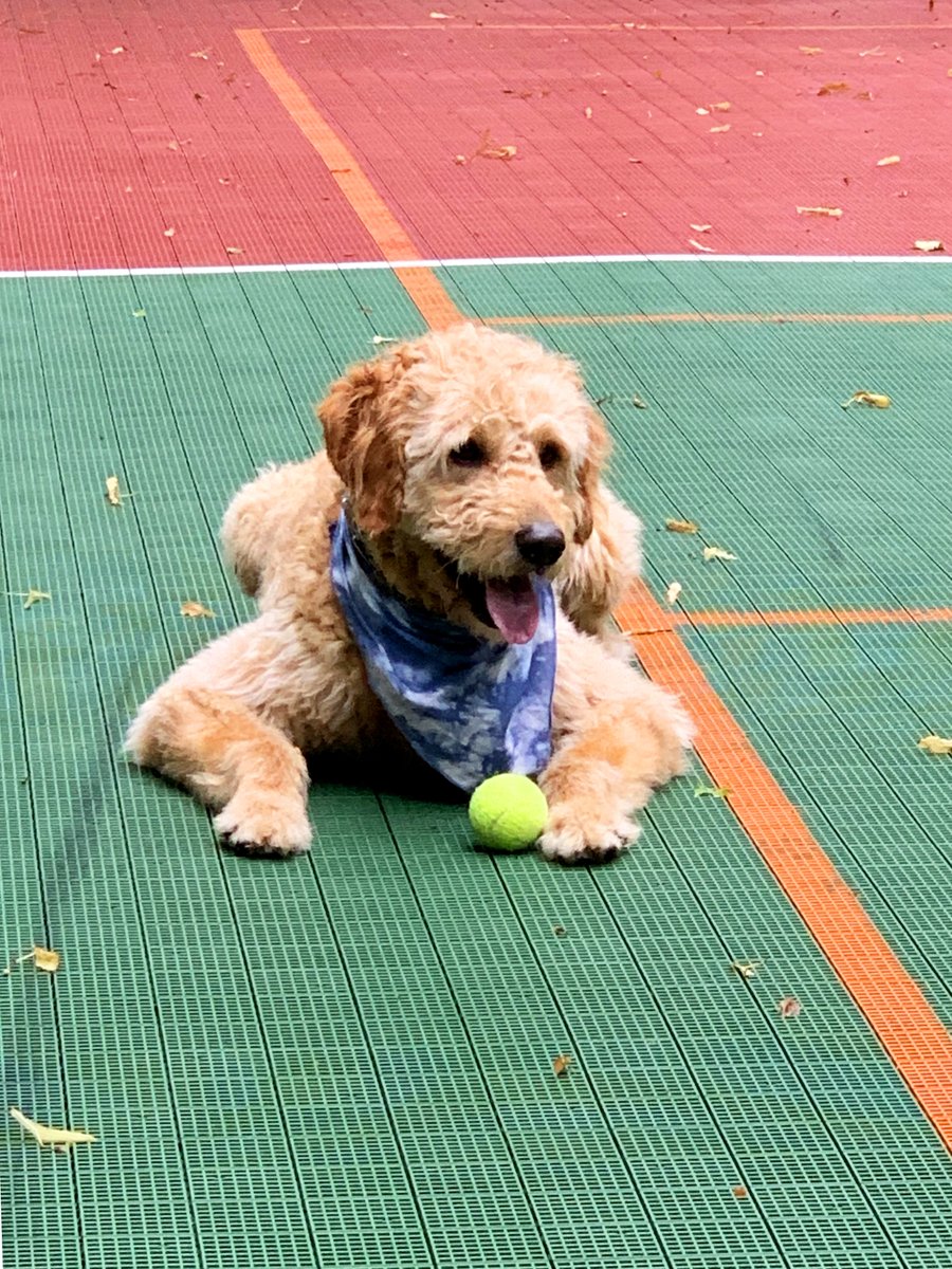 Who wants to play? 🎾

#doorcounty #wisconsin #vacation #hotel #resort #booknow #PuppyOfTheDay #tennis