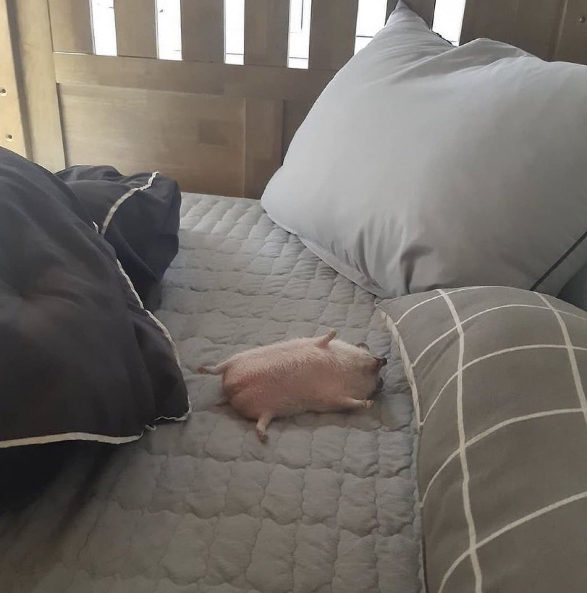 "tomorrow i’ll wake up early to do it"

me at 10am: