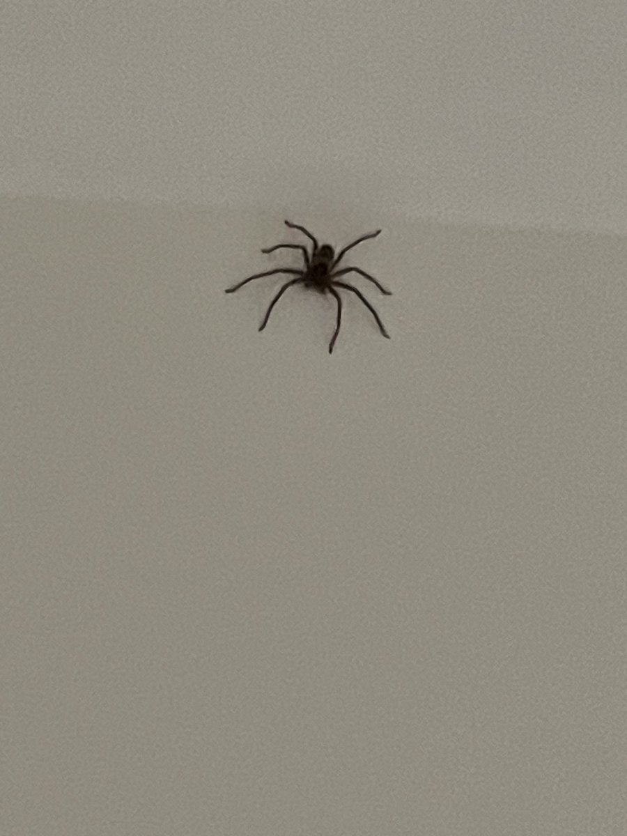 Not scared of spiders but this just turned up in our bedroom (huntsman). 😮