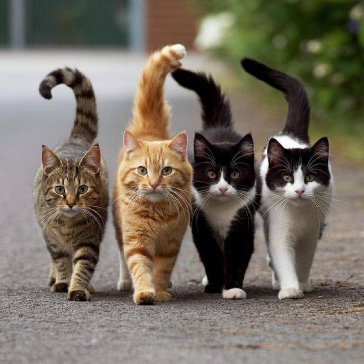 A group of cats is called ?