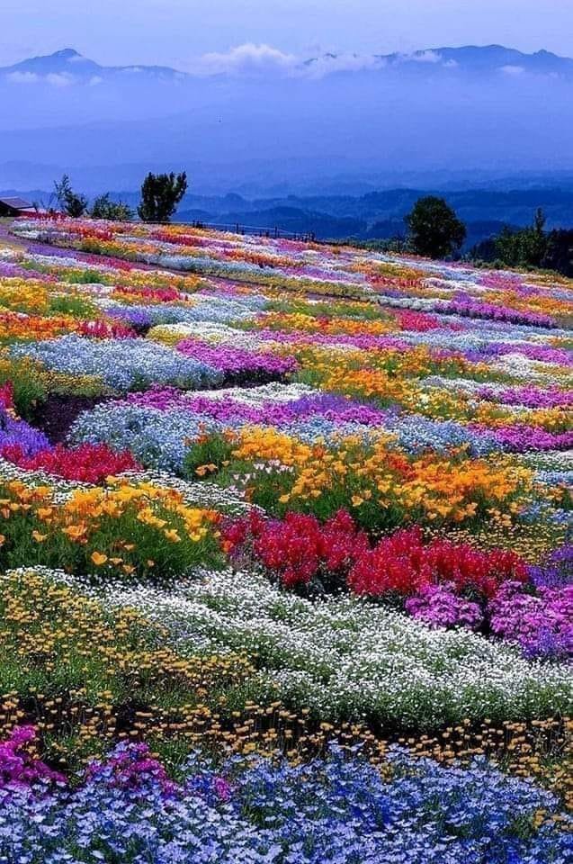 Higashimokoto Flower park Hokkaido in Japan Attenborough..////