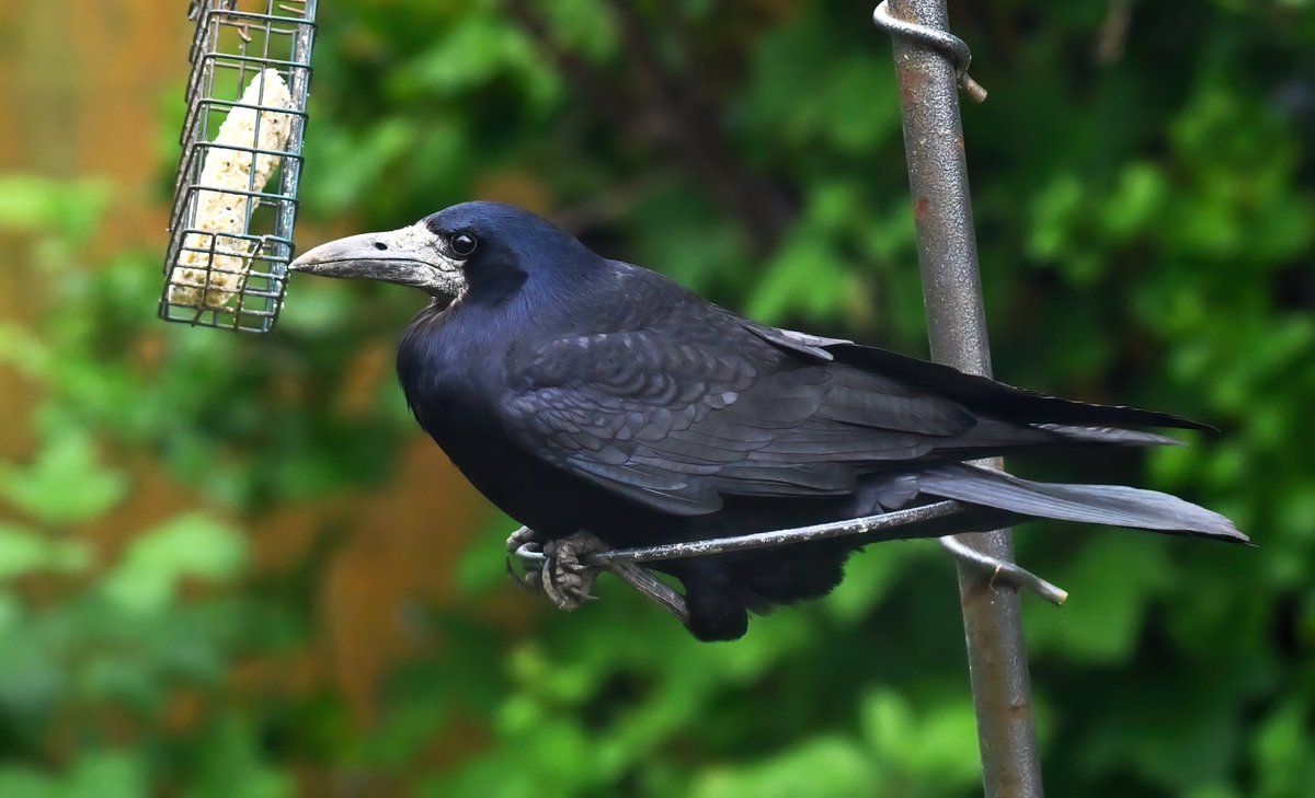 Something very unusual happened in my little Somerset garden this week.... a Rook paid a visit! 😀
 They might be common in other people's gardens, but this was the first one to actually visit a feeder in my garden in the 32 years that I've lived here! 😯🐦