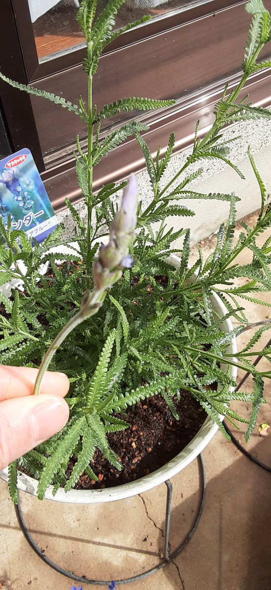 fish09819268's tweet photo. アリウム(ギカンチュウム)がうっすら紫にもう少しで咲きそう！
既に根元から1m位になってるぞｗｗｗ
ズッキーニの花も完全じゃないけど咲き始めました。
ラベンダーも咲き始め
今朝は開花祭りだな(^O^)嬉しい！ https://t.co/xTVqzgWfcv