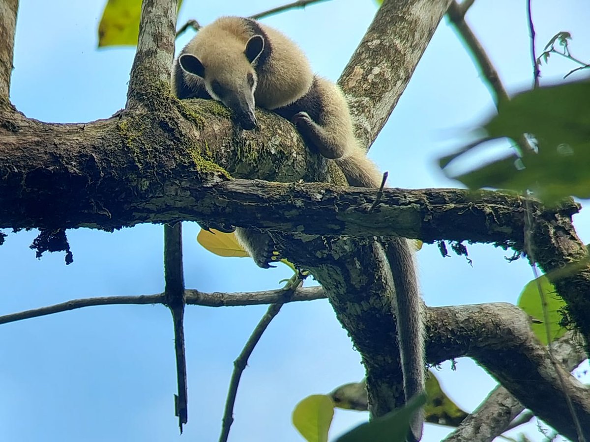 crocodilebay's tweet photo. No other resort offers such a complete range of eco-adventures both on the ocean &amp; in the rainforest.

#ecotours #nature #familytrip #familyvacation #wildlife #familytime #familytravel #naturelovers #ecotourism #costarica #rainforest #adventure #crocodilebay #thegreatoutdoors https://t.co/LMu0ltX15u