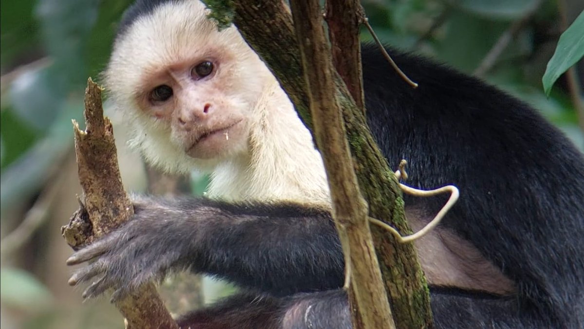 No other resort offers such a complete range of eco-adventures both on the ocean &amp; in the rainforest.

#ecotours #nature #familytrip #familyvacation #wildlife #familytime #familytravel #naturelovers #ecotourism #costarica #rainforest #adventure #crocodilebay #thegreatoutdoors