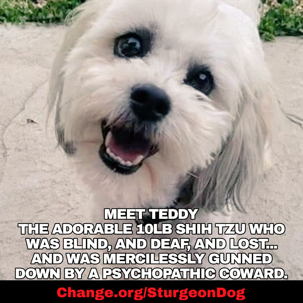 300LB COP SHOOTS 10LB SHIH TZU - SAY WHAT!? 🤬 MAKE YOUR VOICE HEARD! THOUSANDS are signing a petition calling for the DISMISSAL of a Sturgeon, Missouri, police officer who shot and killed Teddy, a blind, 13-pound dog. According to a rear-end covering Facebook post by the