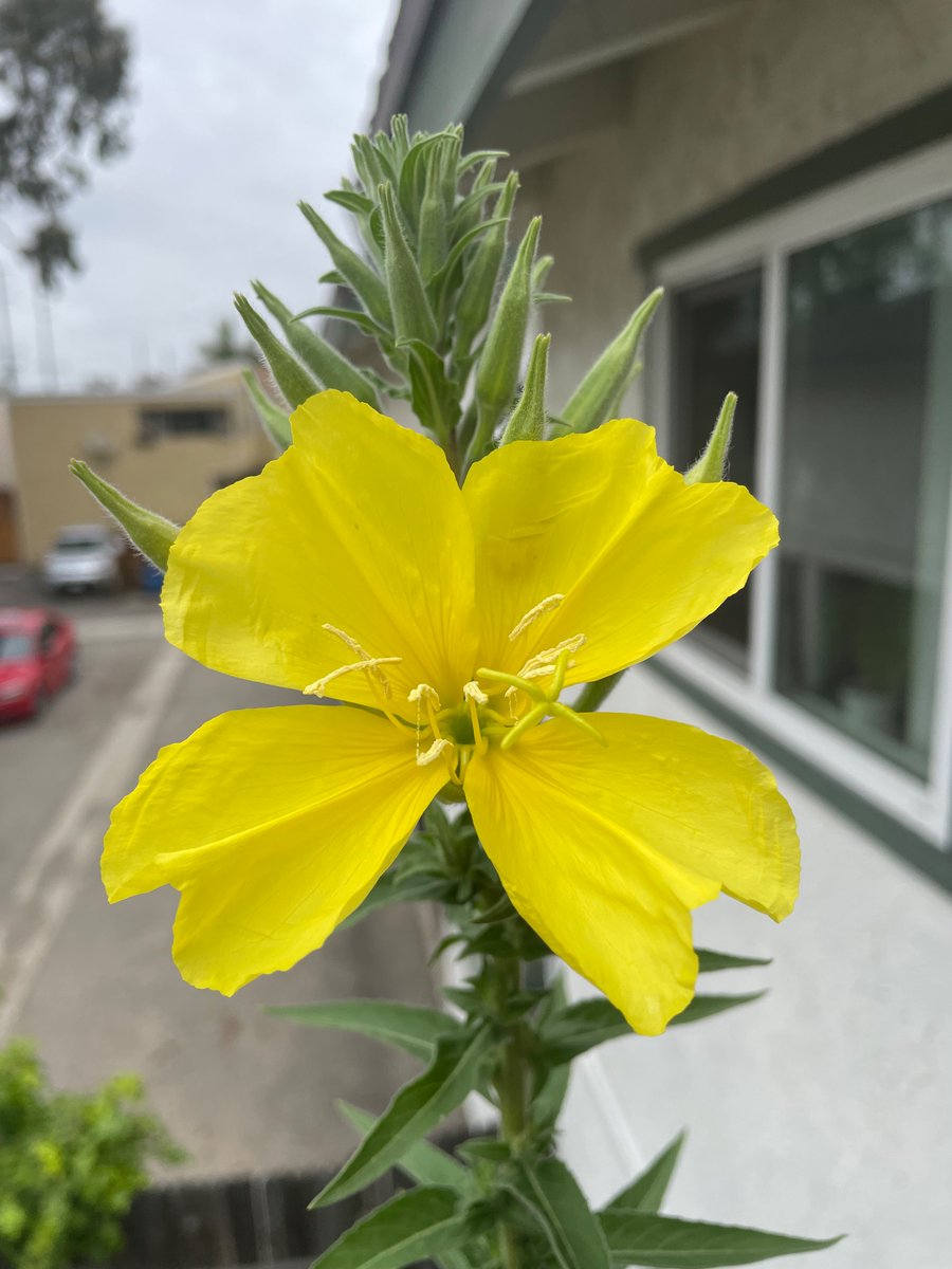 TodayBotany's tweet image. First Evening Primrose of the year