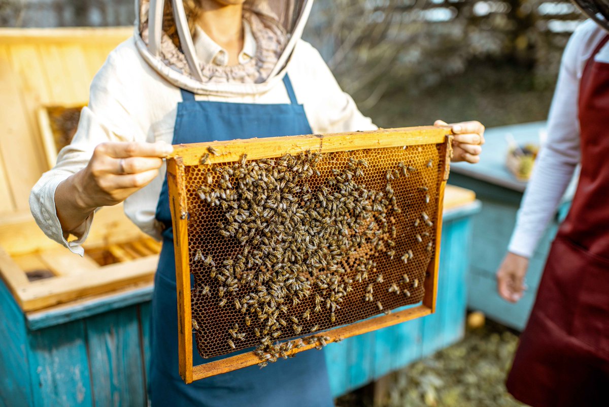 BvilleParks's tweet image. Learn how to #SaveTheBees with #FischerFarm's #IntroToBeekeeping from 10-11:30 a.m. on Saturday June 15.🌼 Explore the benefits of the world's best pollinators, such as crop pollinating, honey harvesting and the creation of hive products. 🍯 #Beekeeping101🐝✨