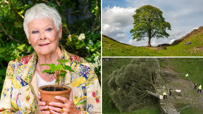 How preciously we treat this tiny sapling of the beloved Sycamore Gap tree, and repudiate the spitefulness which felled it. How carelessly we destroy unborn life - infinitely more unique and thus more precious than that memorable tree - and insist it is a 'right'! @IsabelVSpruce