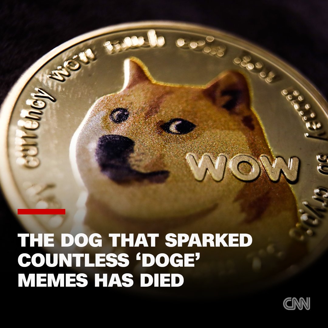 Kabosu, the Japanese shiba inu that launched countless 'doge' memes, has died, her owner announced cnn.it/3QVCXH1
